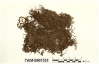 藏品(毛尖卷柏苔)的圖片